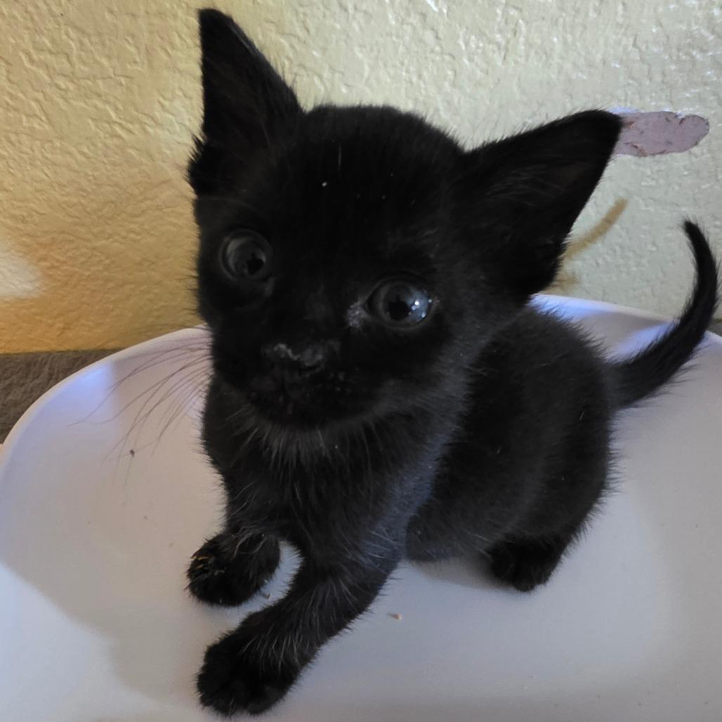 Enlarge Venom, a Adoptable Domestic Short Hair in Escondido, CA image 2/6