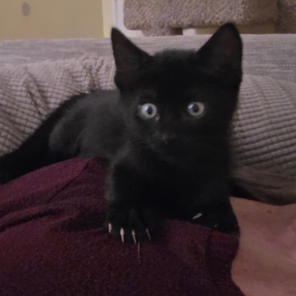 Enlarge Venom, a Adoptable Domestic Short Hair in Escondido, CA image 3/6