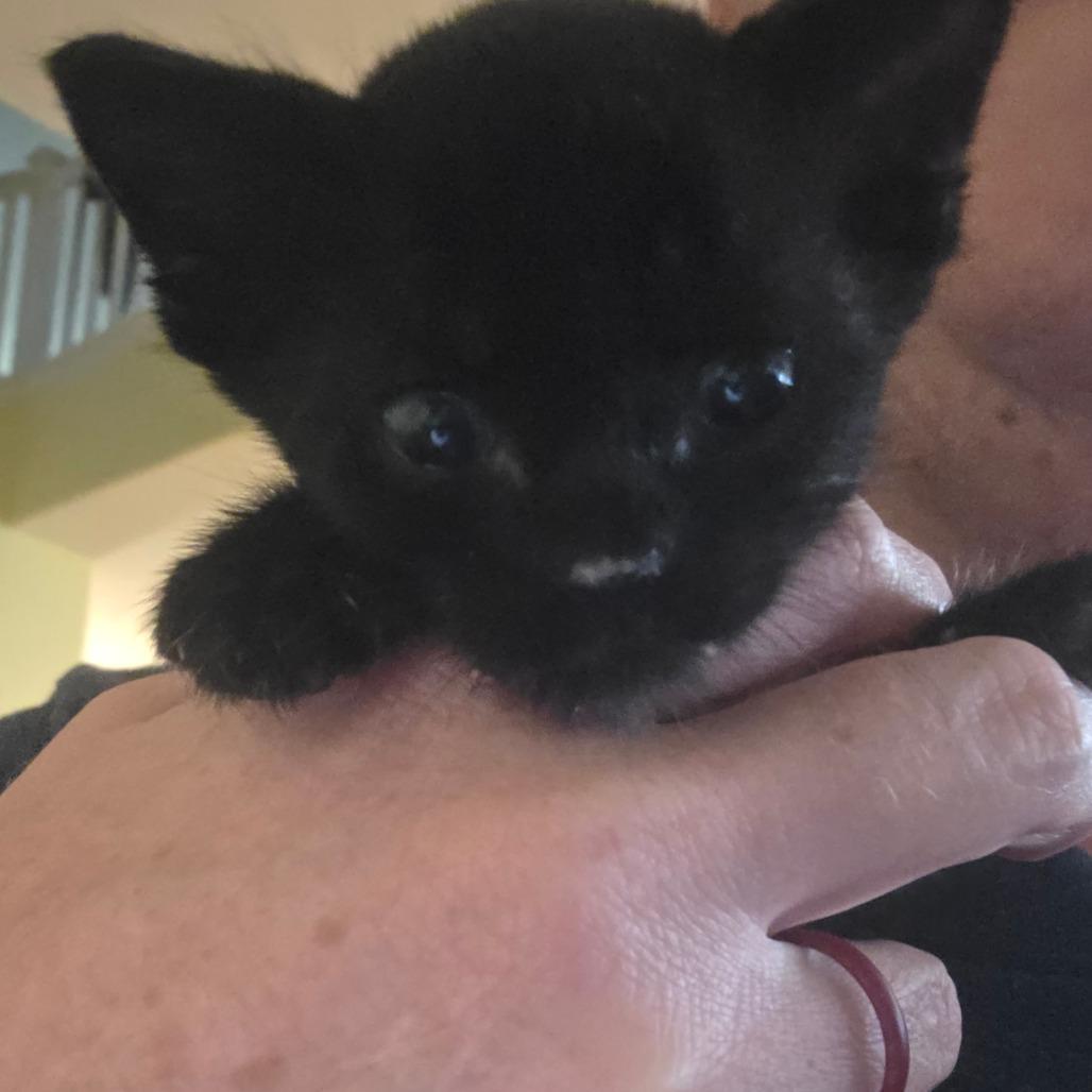 Enlarge Venom, a Adoptable Domestic Short Hair in Escondido, CA image 4/6
