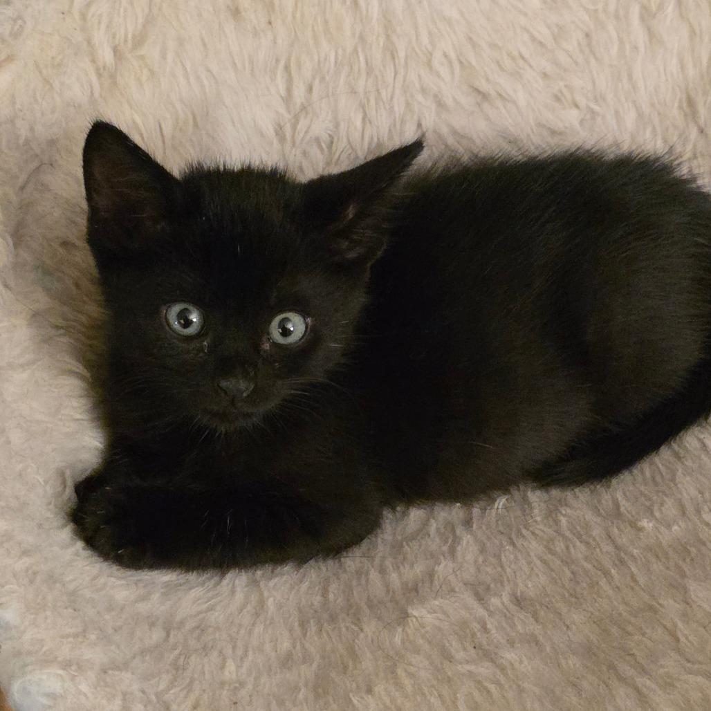 Enlarge Venom, a Adoptable Domestic Short Hair in Escondido, CA image 5/6