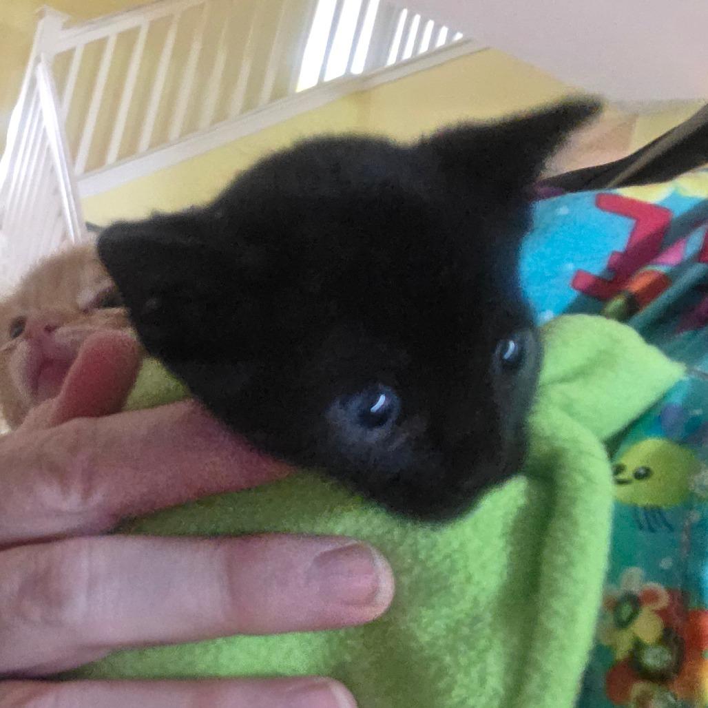 Enlarge Venom, a Adoptable Domestic Short Hair in Escondido, CA image 6/6