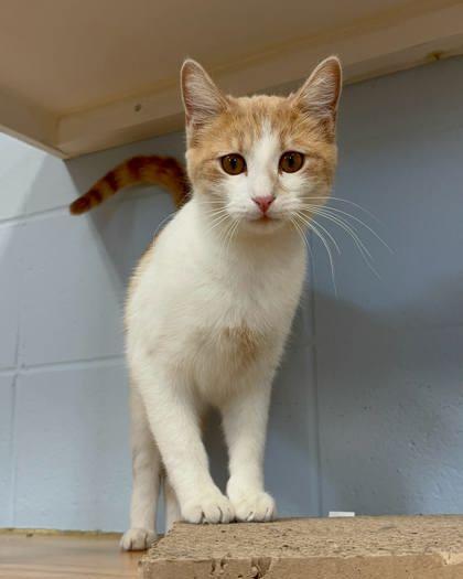 Flannel, Adoptable, Adult Female Domestic Short Hair & Domestic Short Hair.