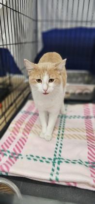 Flannel, Adoptable, Adult Female Domestic Short Hair & Domestic Short Hair.