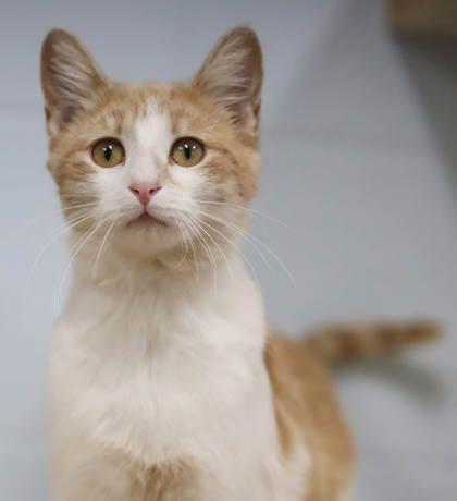 Flannel, Adoptable, Adult Female Domestic Short Hair & Domestic Short Hair.