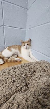 Enlarge Flannel, a Adoptable mixed breed in Cumming, GA image 2/3