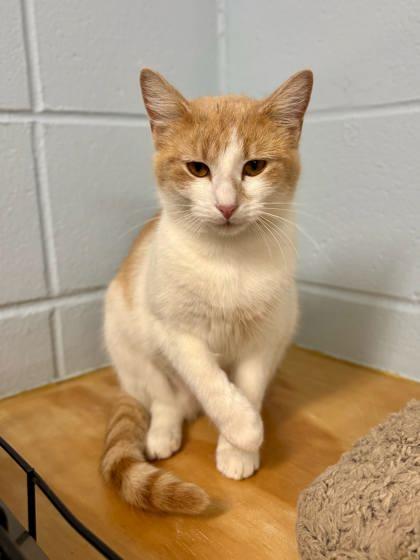 Enlarge Flannel, a Adoptable mixed breed in Cumming, GA image 3/3