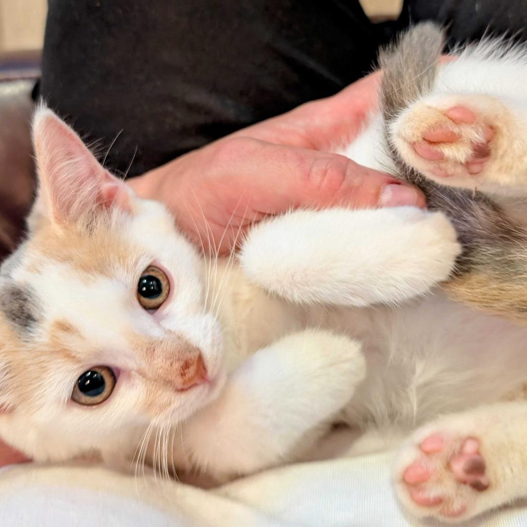 Enlarge Sweet Pea, a Adoptable Domestic Medium Hair in Glenfield, NY image 1/4