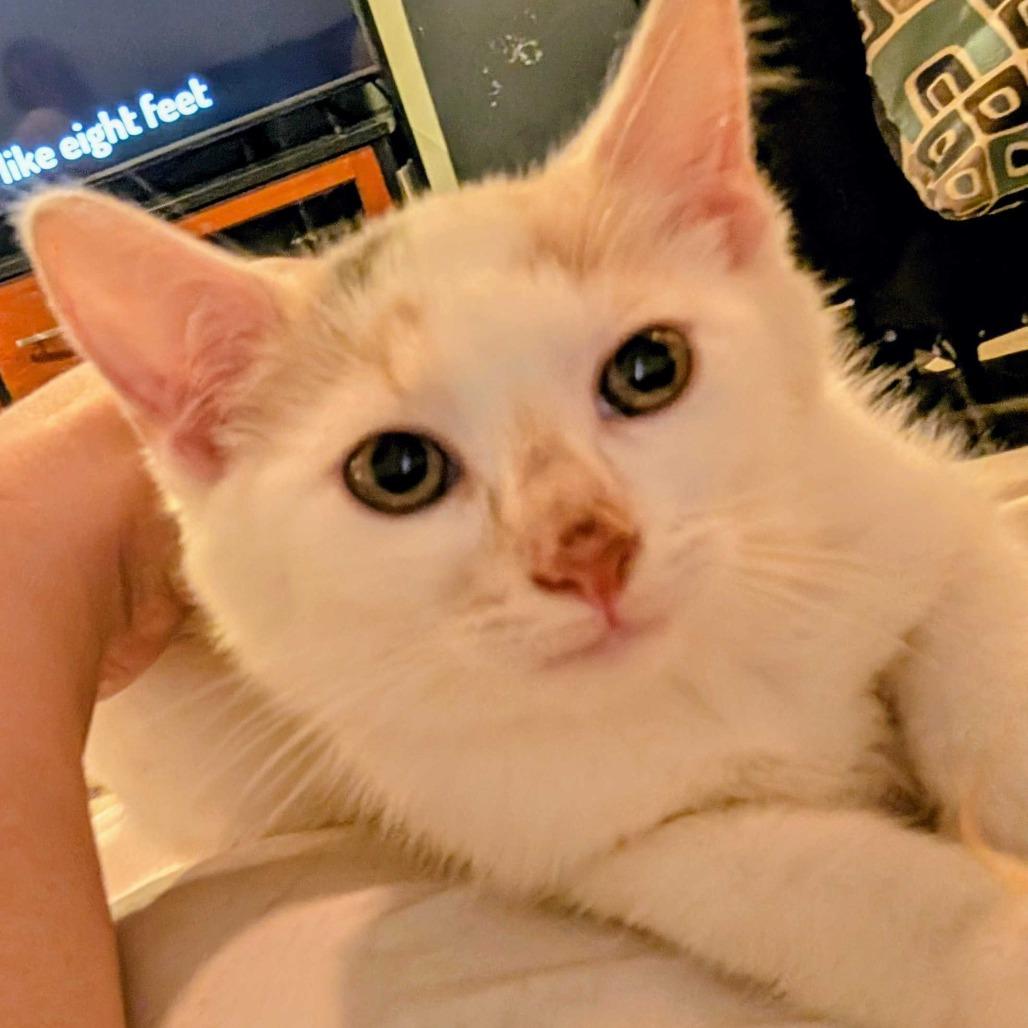 Sweet Pea thumbnail 2