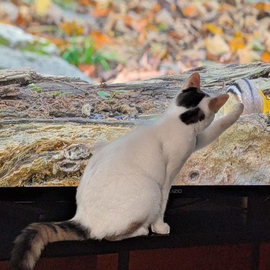 Enlarge Sweet Pea, a Adoptable Domestic Medium Hair in Glenfield, NY image 3/4