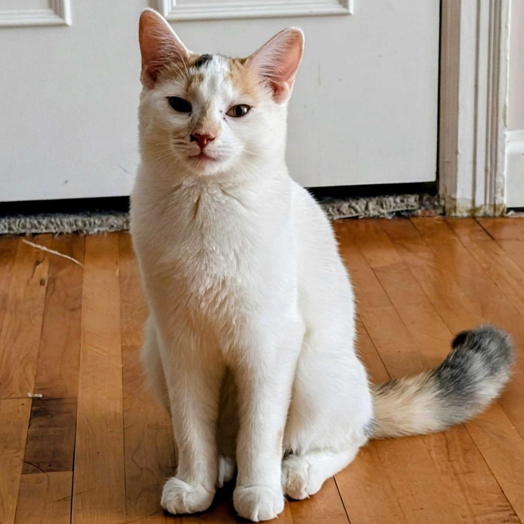 Enlarge Sweet Pea, a Adoptable Domestic Medium Hair in Glenfield, NY image 4/4