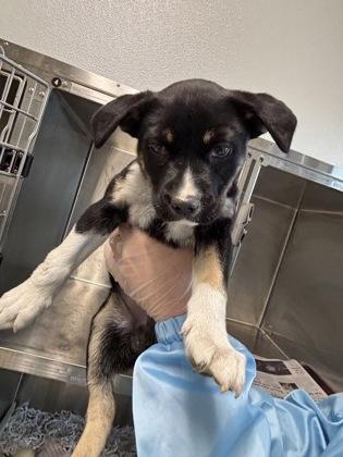 Mars, Adoptable, Puppy Male Mixed Breed & Mixed Breed.