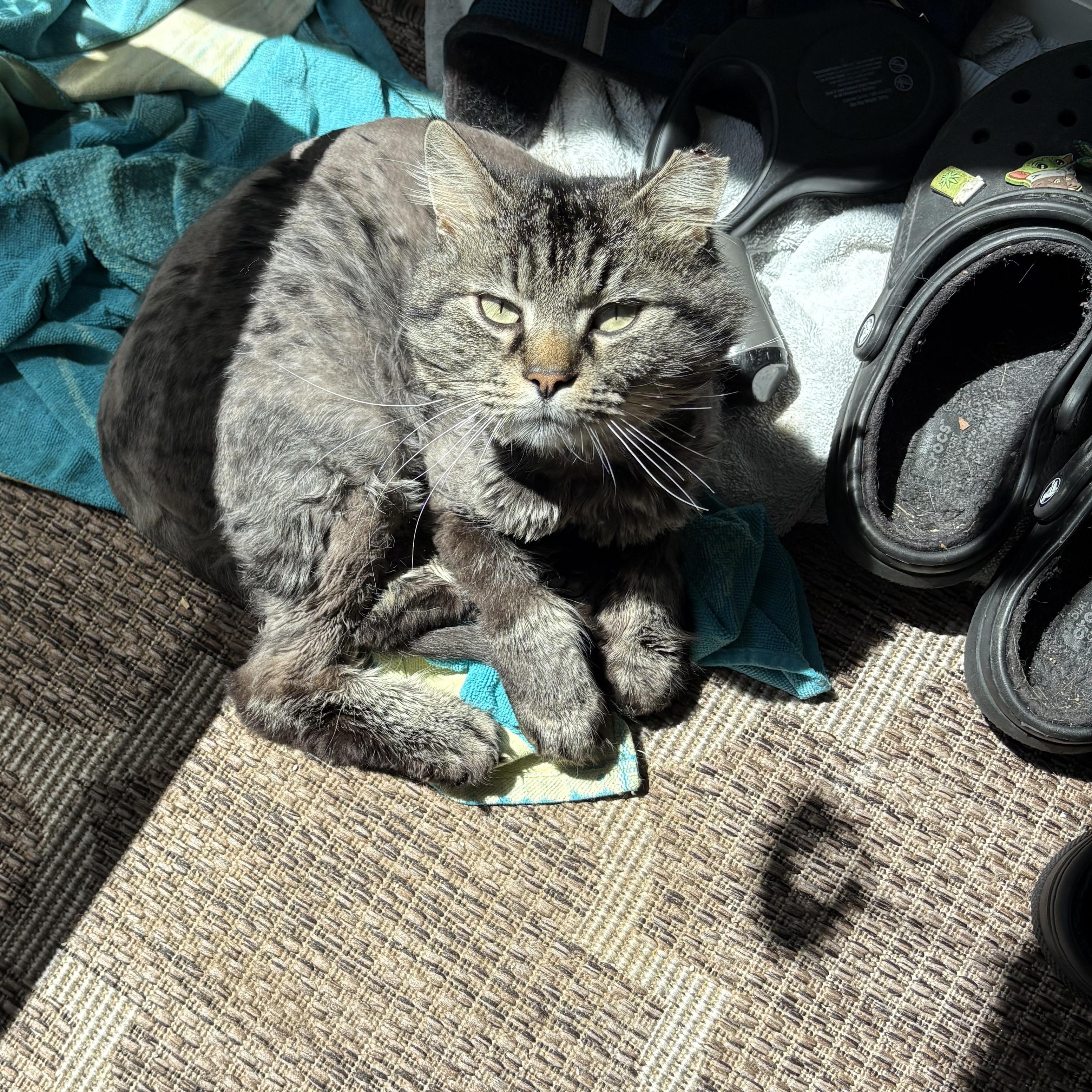 Fluff Fluff, a Adoptable Domestic Long Hair in Chesapeake Beach, MD image 5/6