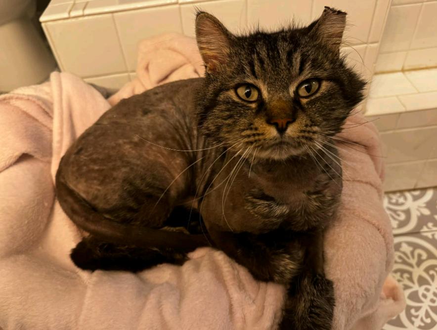 Fluff Fluff, a Adoptable Domestic Long Hair in Chesapeake Beach, MD image 4/6