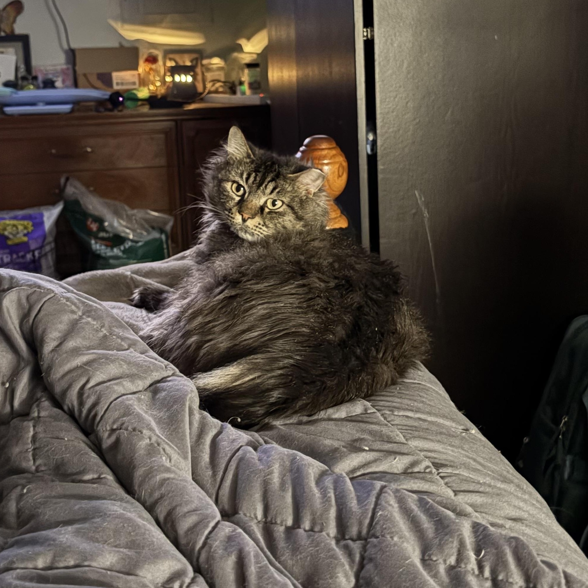 Fluff Fluff, a Adoptable Domestic Long Hair in Chesapeake Beach, MD image 2/6