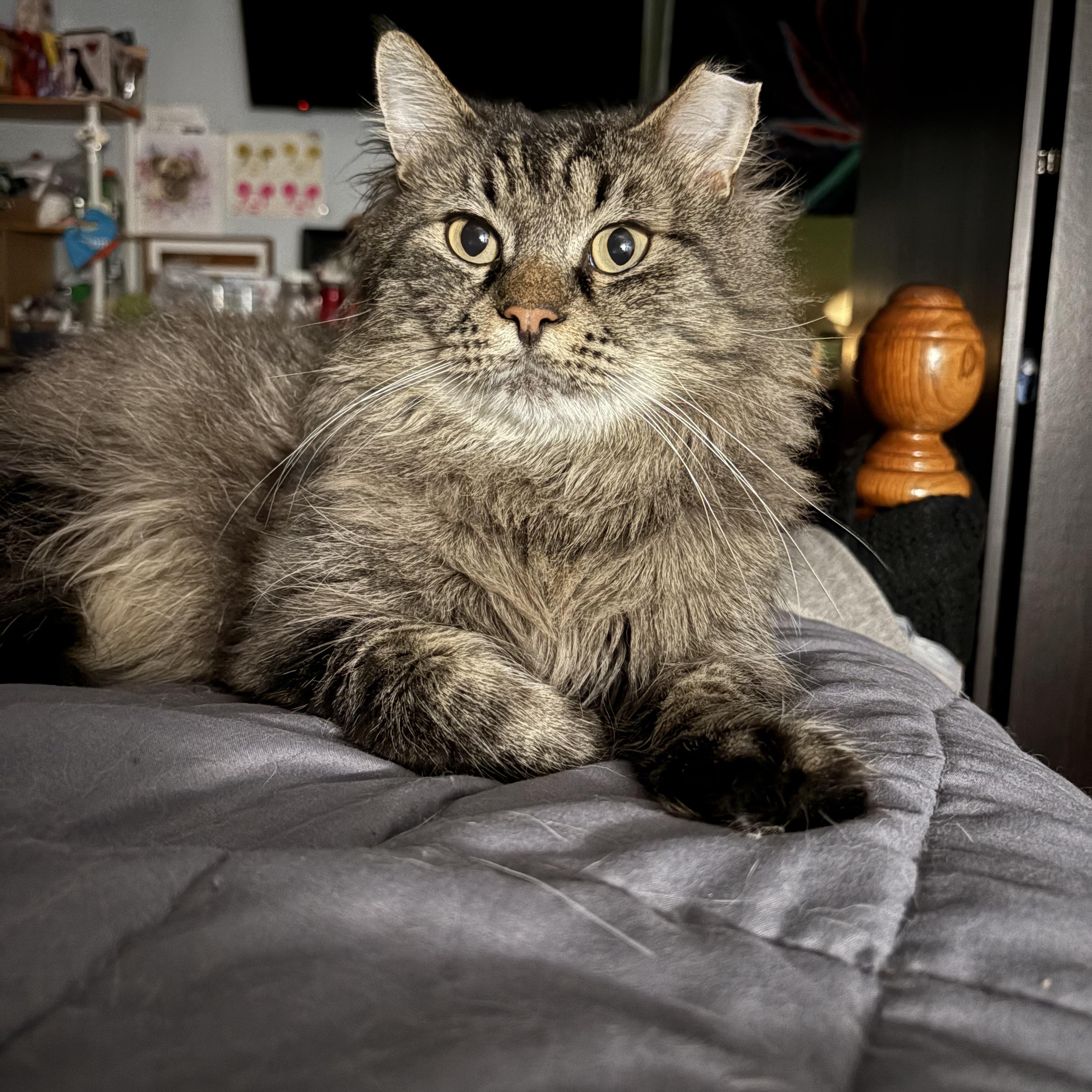Fluff Fluff, Adoptable, Adult Male Domestic Long Hair.