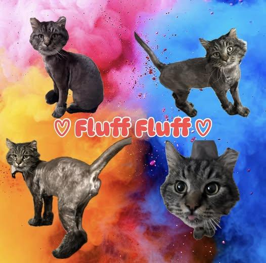 Fluff Fluff