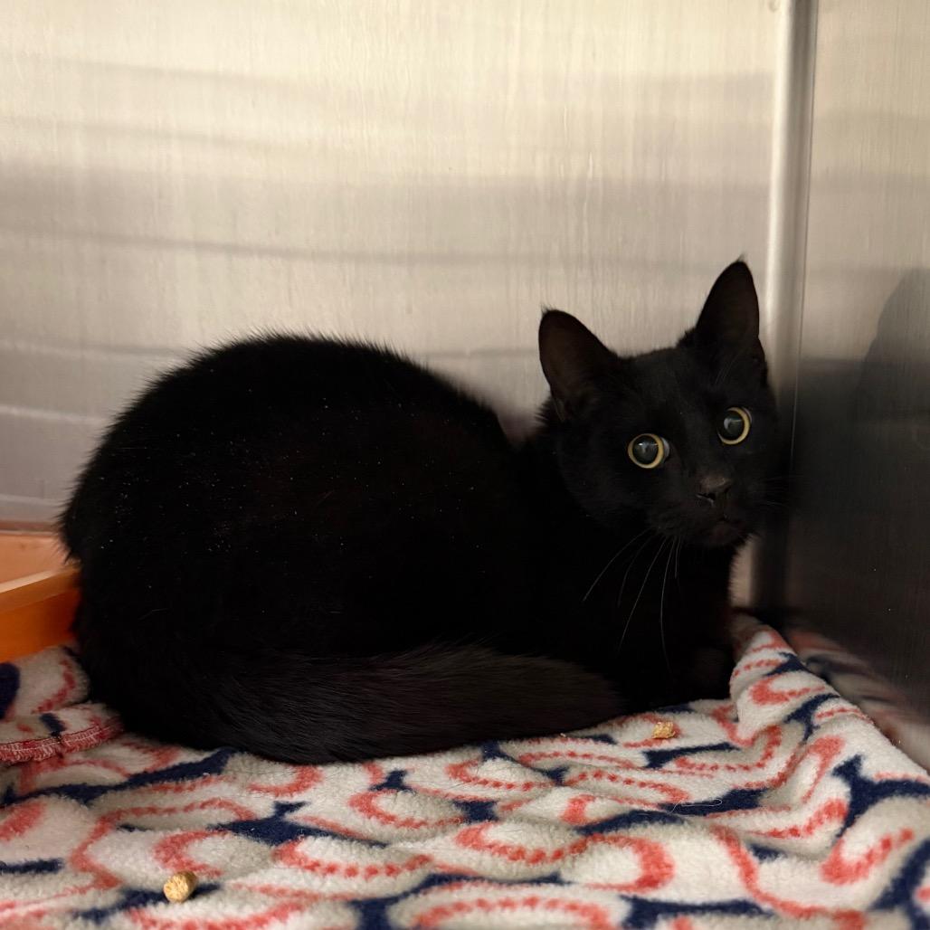 Barney, Adoptable, Adult Male Domestic Short Hair.
