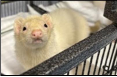 Soba, Adult Female Ferret