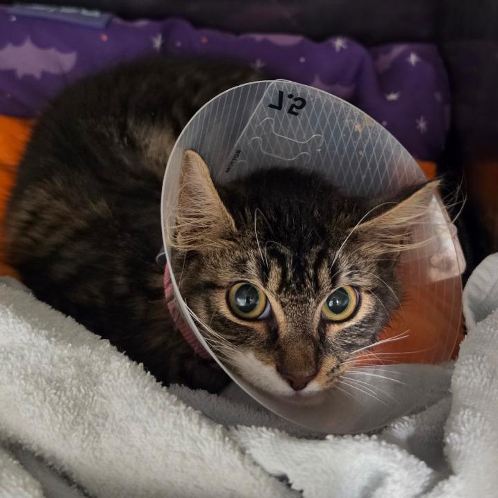 Enlarge Pirate, a Adoptable Domestic Medium Hair in Briarcliff Manor, NY image 1/2