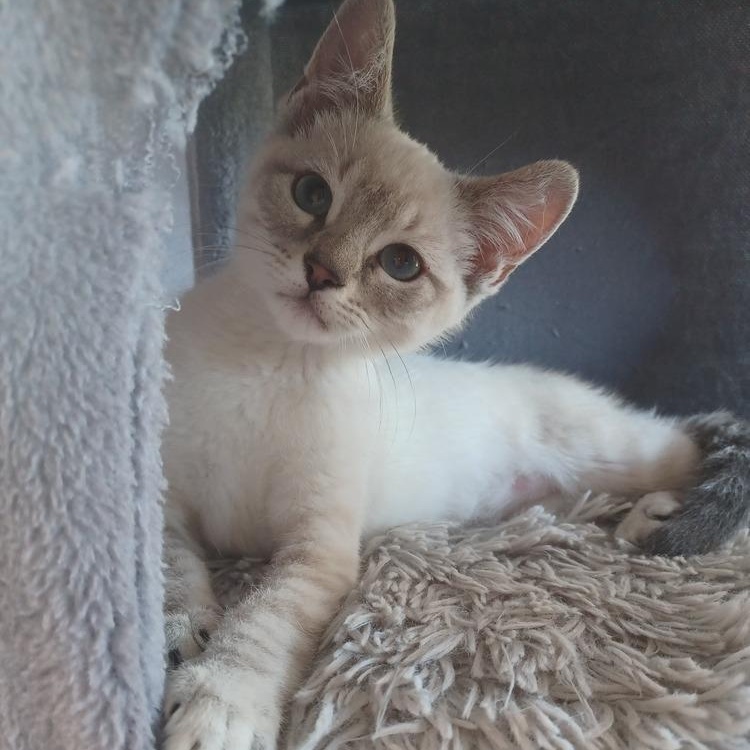 Raja, Adoptable, Kitten Male Siamese.