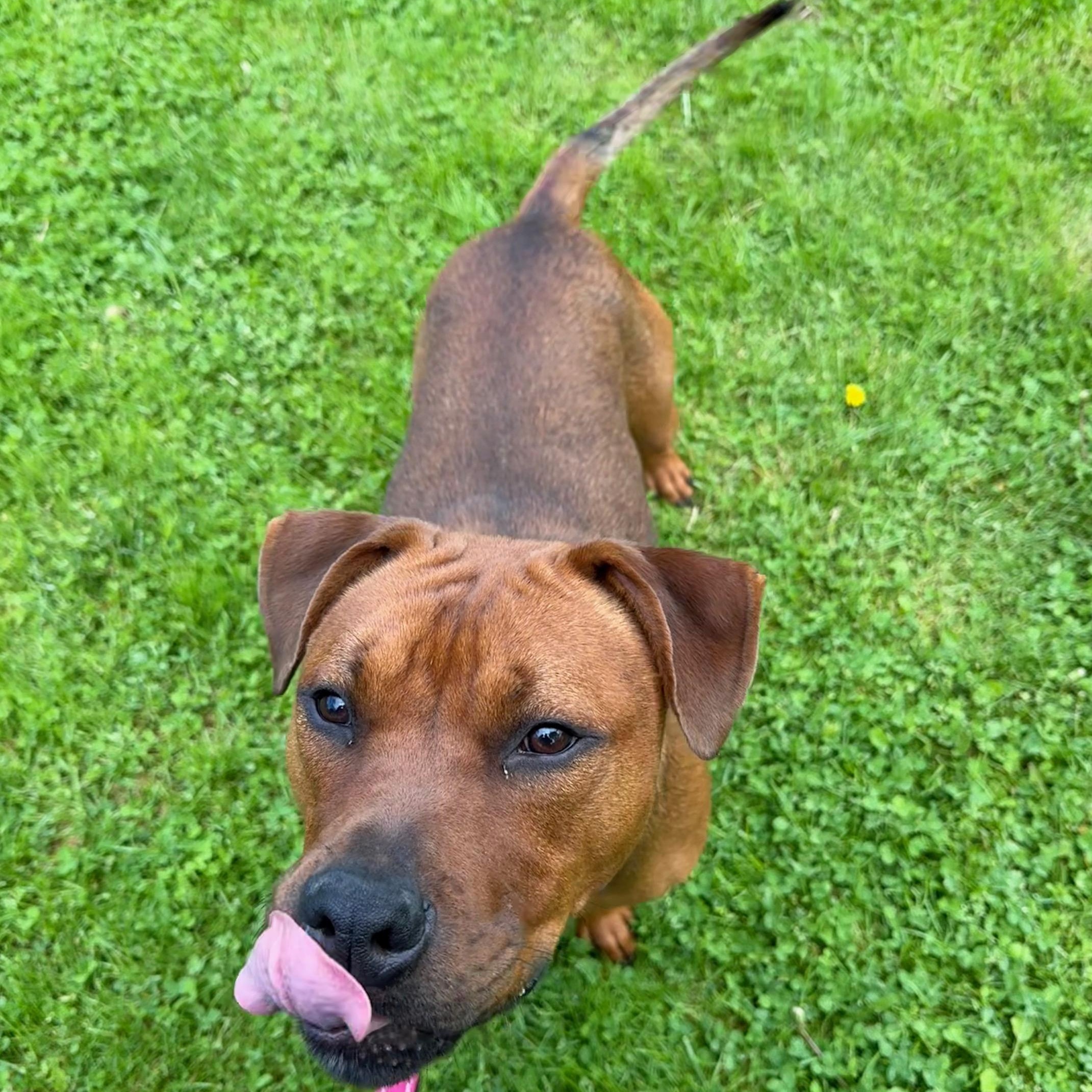 Mike, a Adoptable Pit Bull Terrier in Honesdale, PA image 4/5