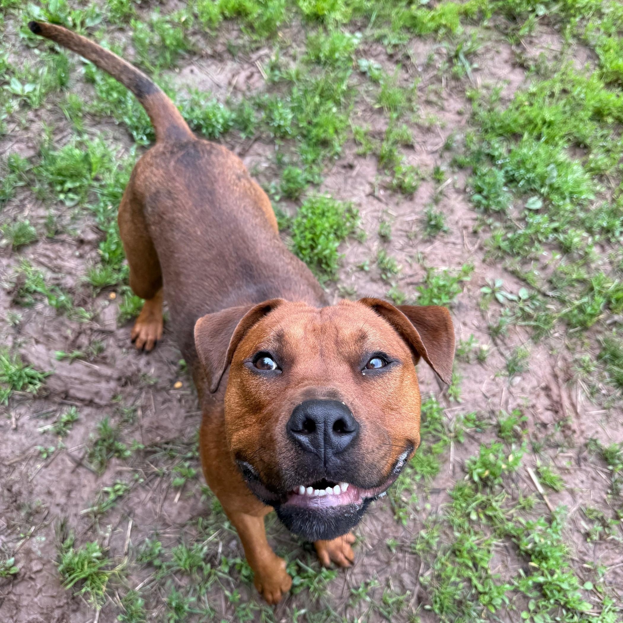 Mike, a Adoptable Pit Bull Terrier in Honesdale, PA image 3/5