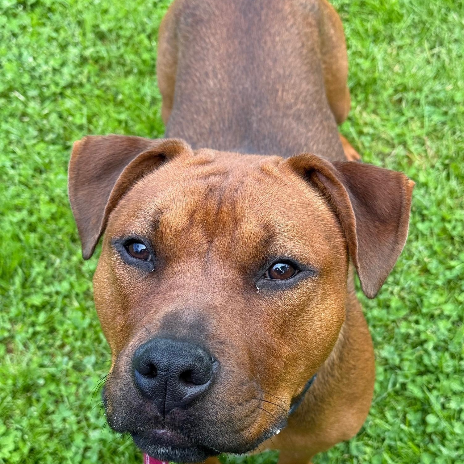 Mike, Adoptable, Adult Male Pit Bull Terrier.