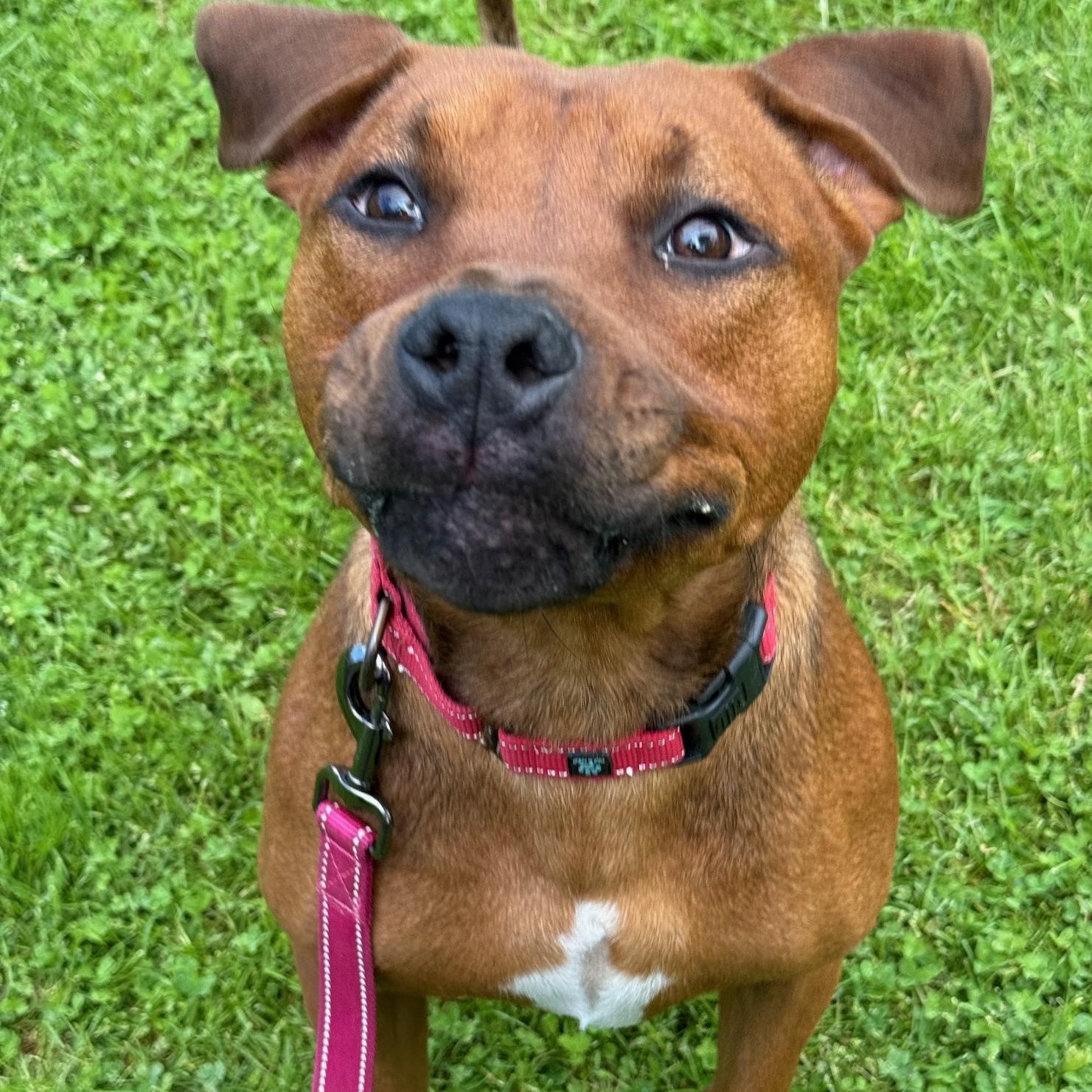 Mike, Adoptable, Adult Male Pit Bull Terrier.