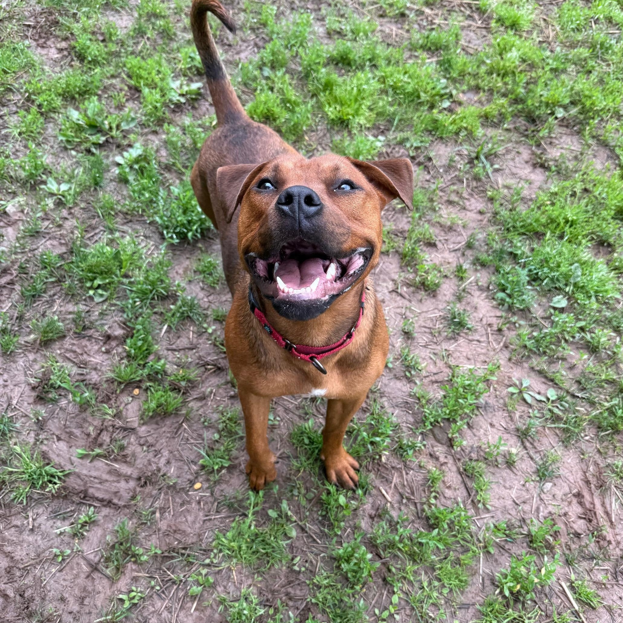 Mike, a Adoptable Pit Bull Terrier in Honesdale, PA image 1/5
