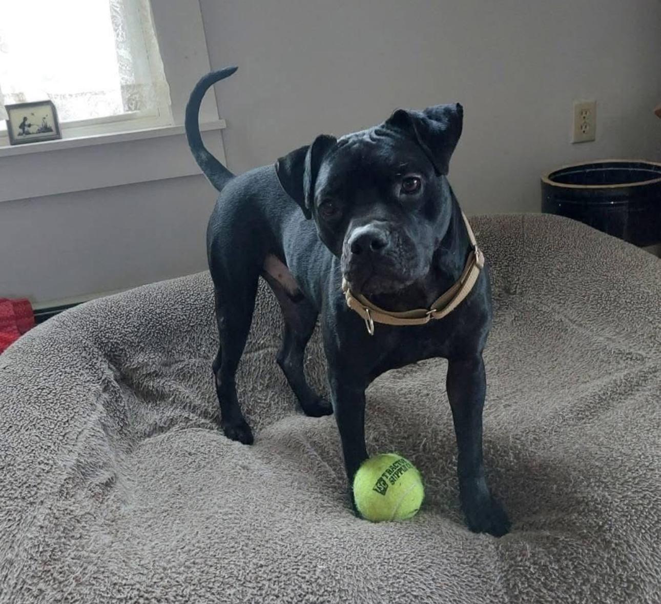 Tom Tom, an adoptable Mixed Breed in Vassalboro, ME, 04989 | Photo Image 1
