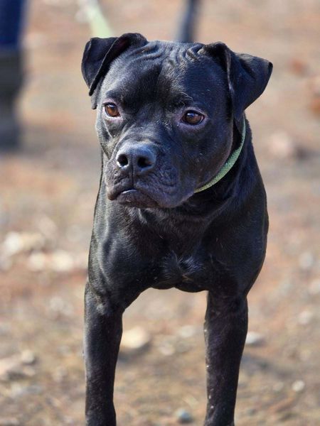 Tom Tom, an adoptable Mixed Breed in Vassalboro, ME, 04989 | Photo Image 3