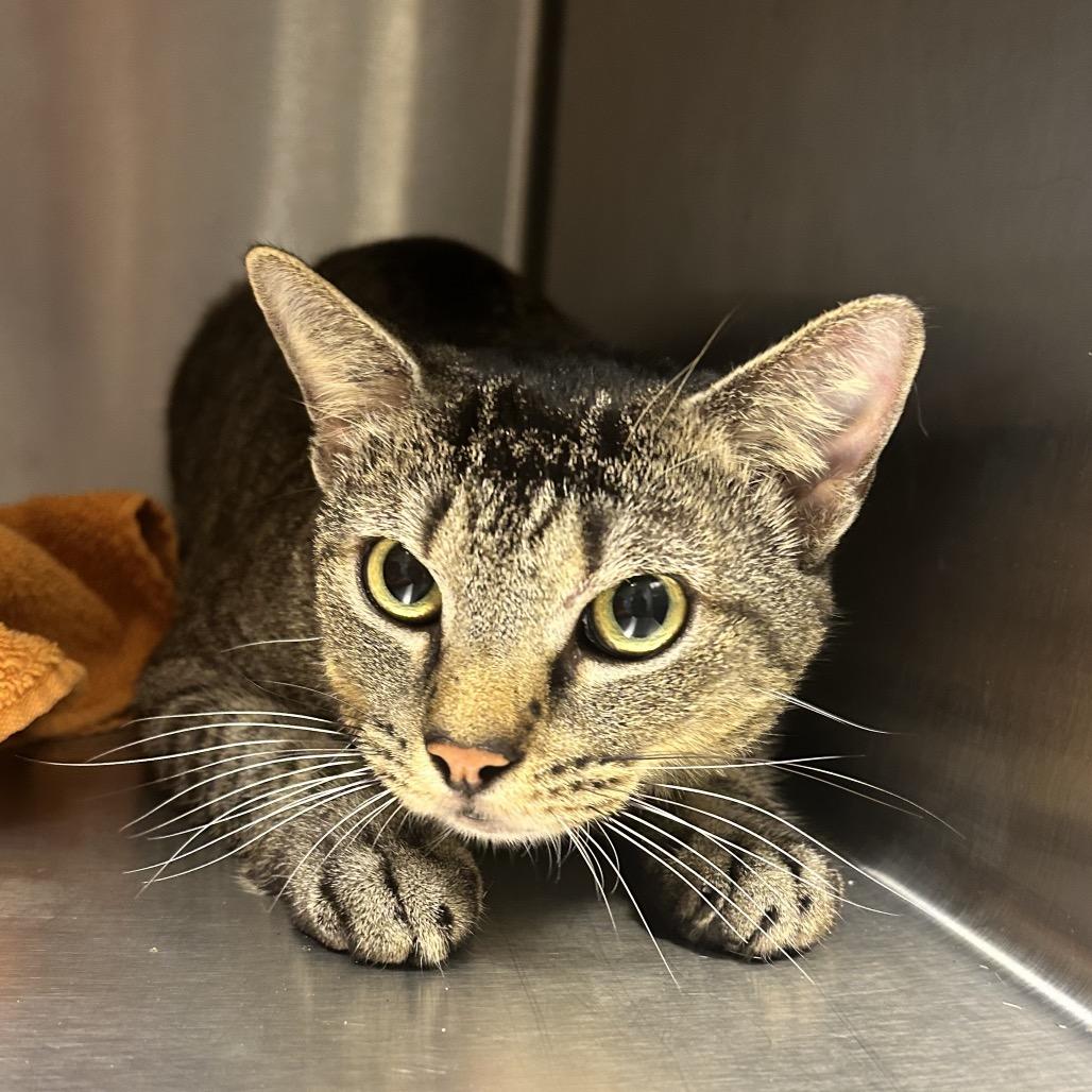 Zyla, Adoptable, Adult Female Domestic Short Hair.