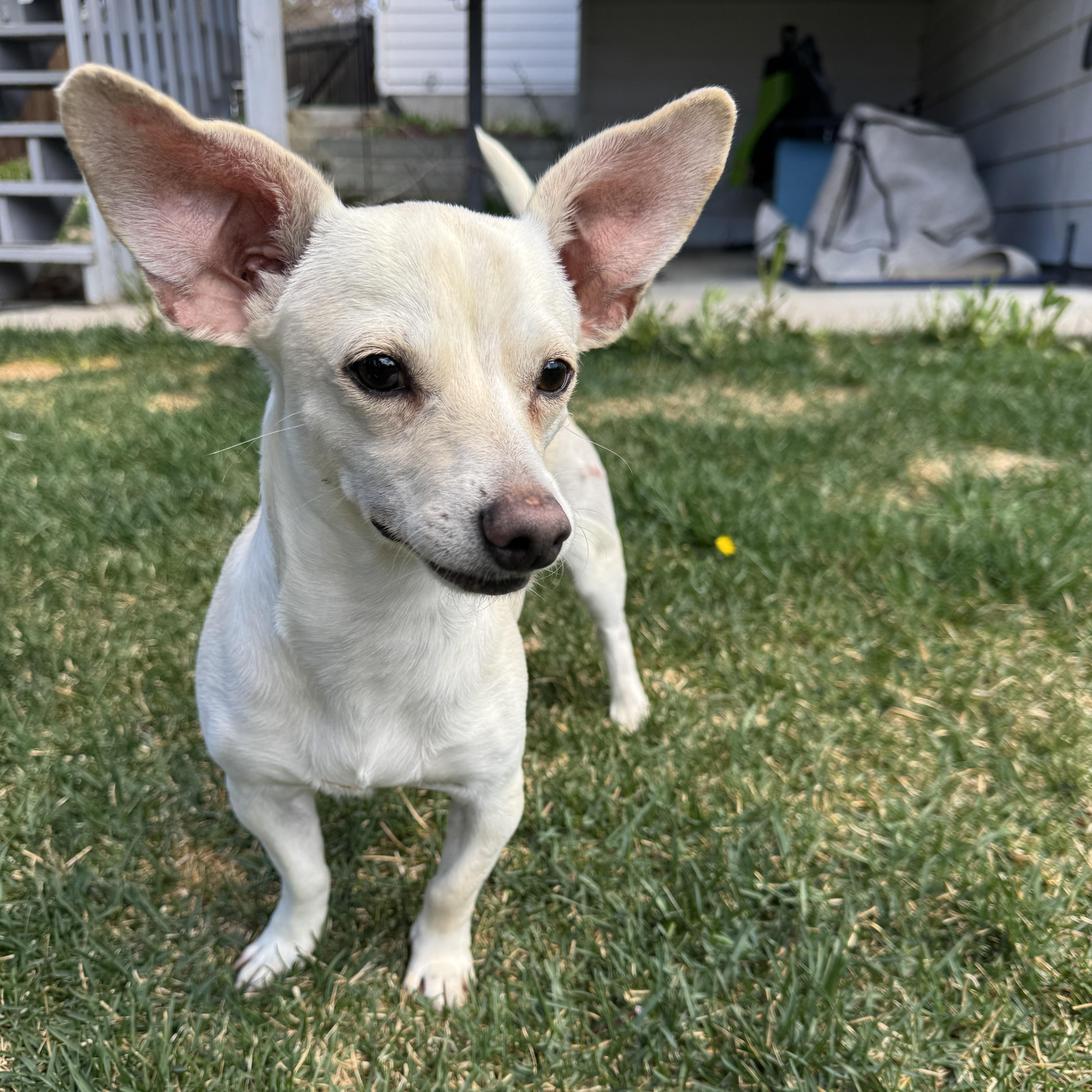 Bert, adopted, Adult Male Chihuahua & Dachshund.