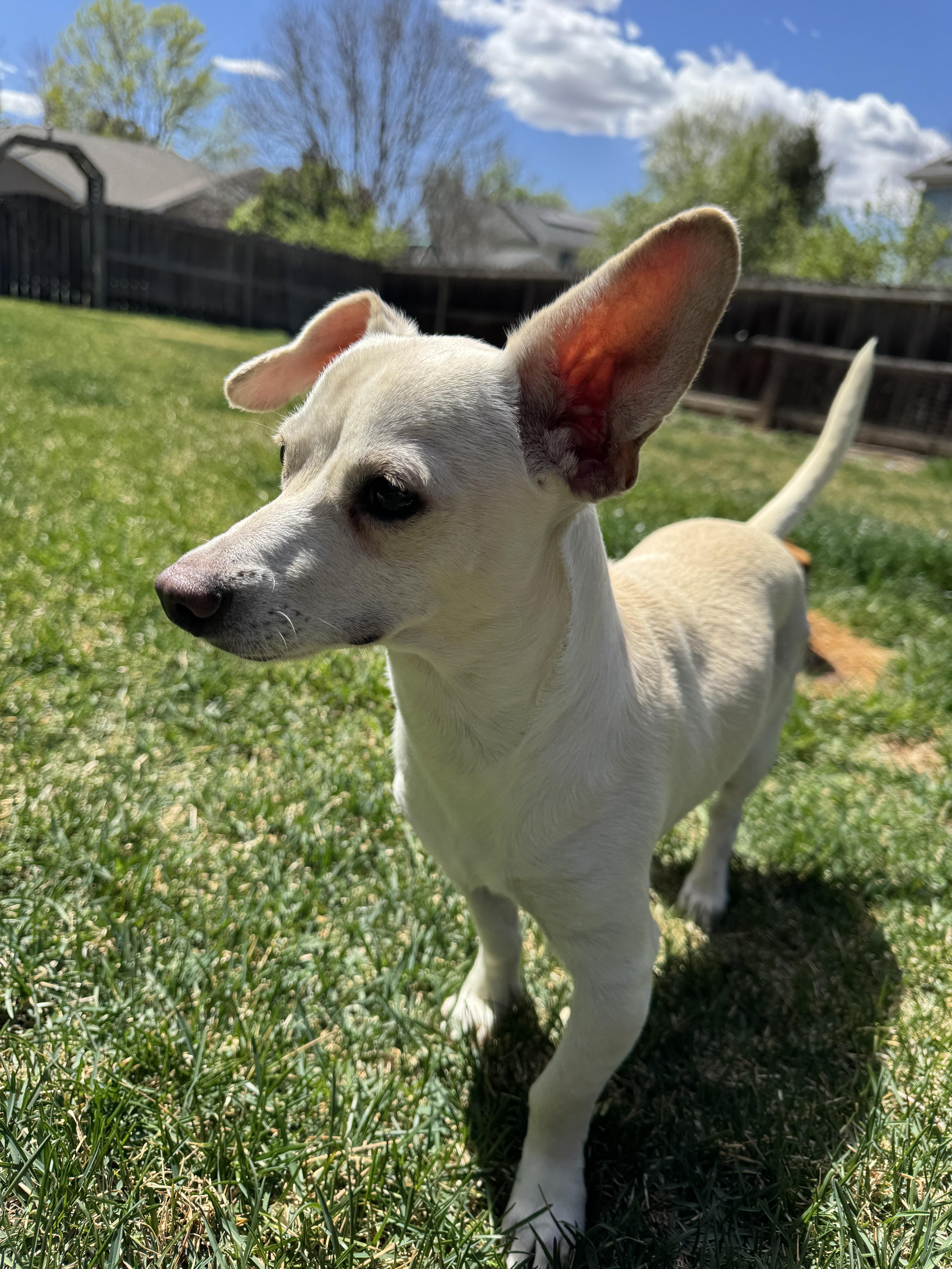 Enlarge Bert, an adopted mixed breed in Fort Collins, CO image 6/6