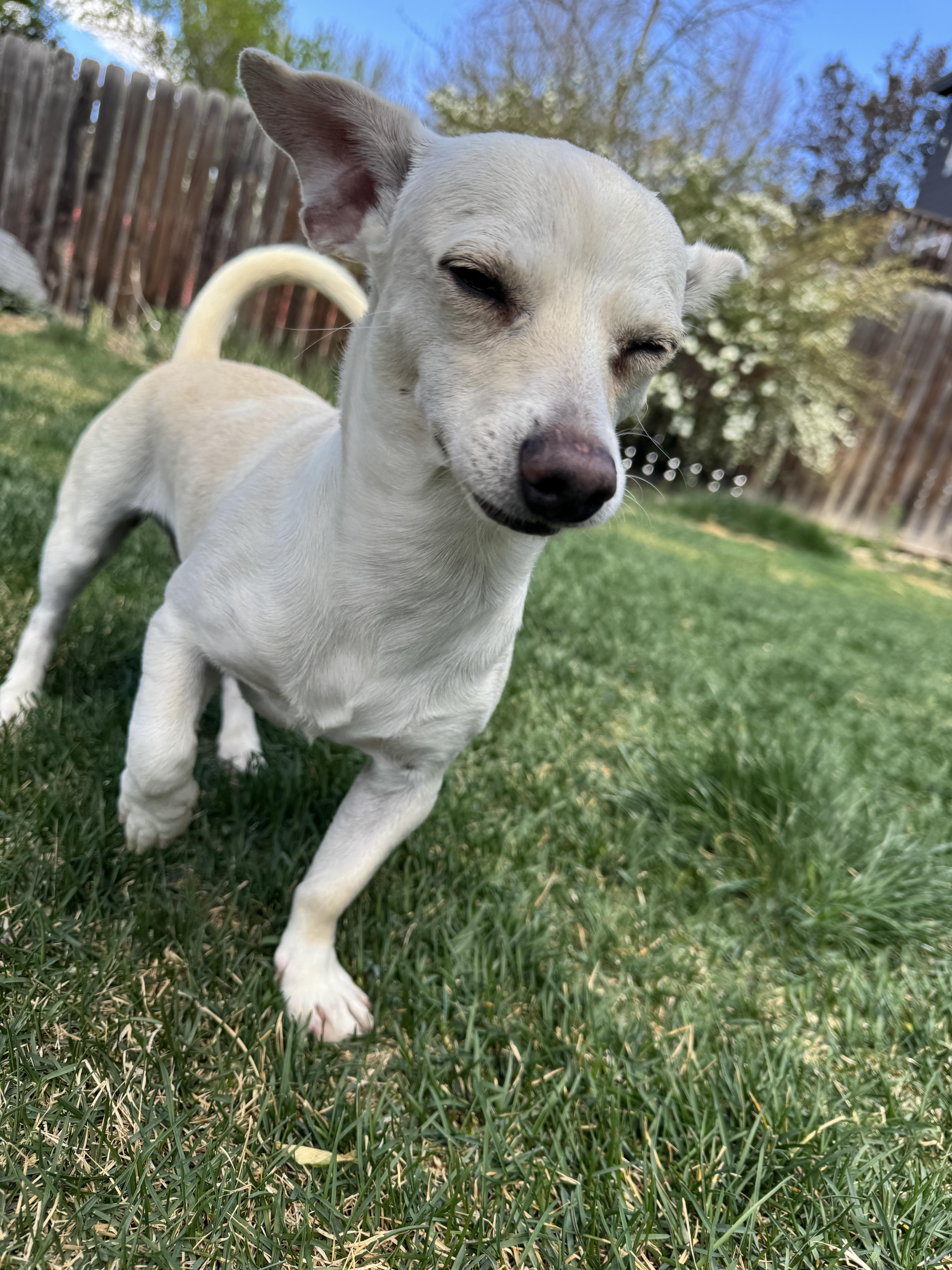 Enlarge Bert, an adopted mixed breed in Fort Collins, CO image 4/6
