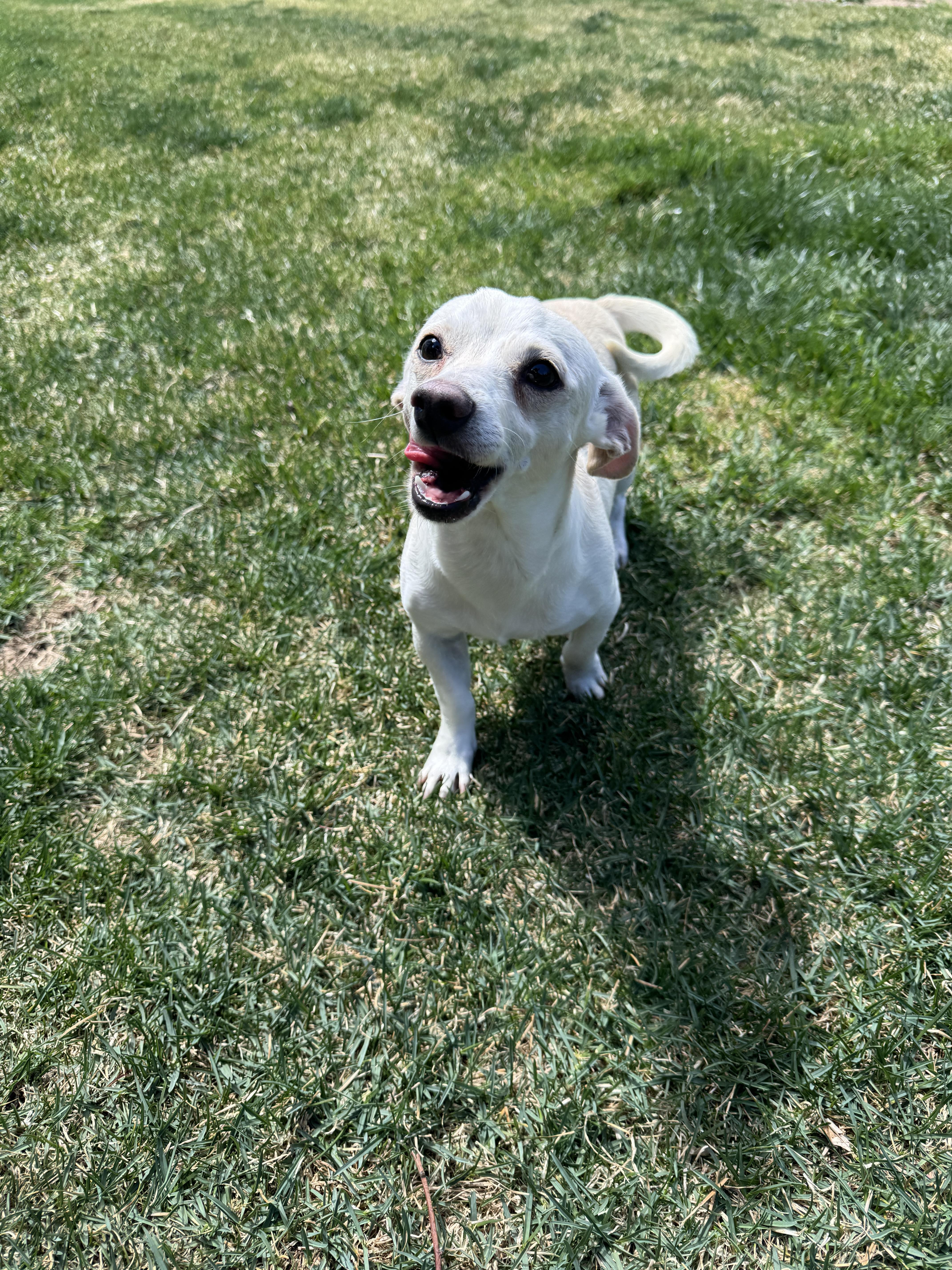 Enlarge Bert, an adopted mixed breed in Fort Collins, CO image 3/6