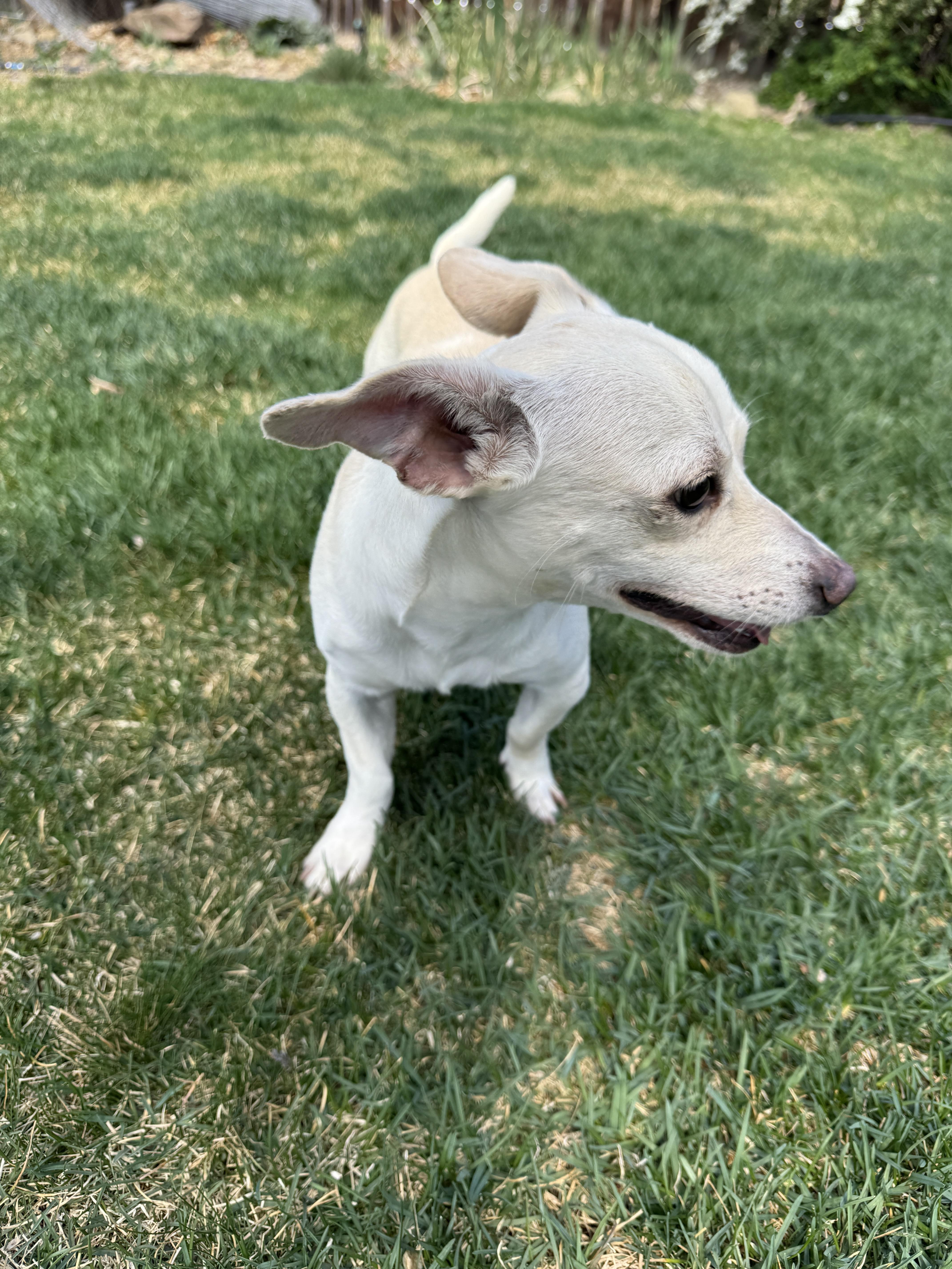 Enlarge Bert, an adopted mixed breed in Fort Collins, CO image 5/6