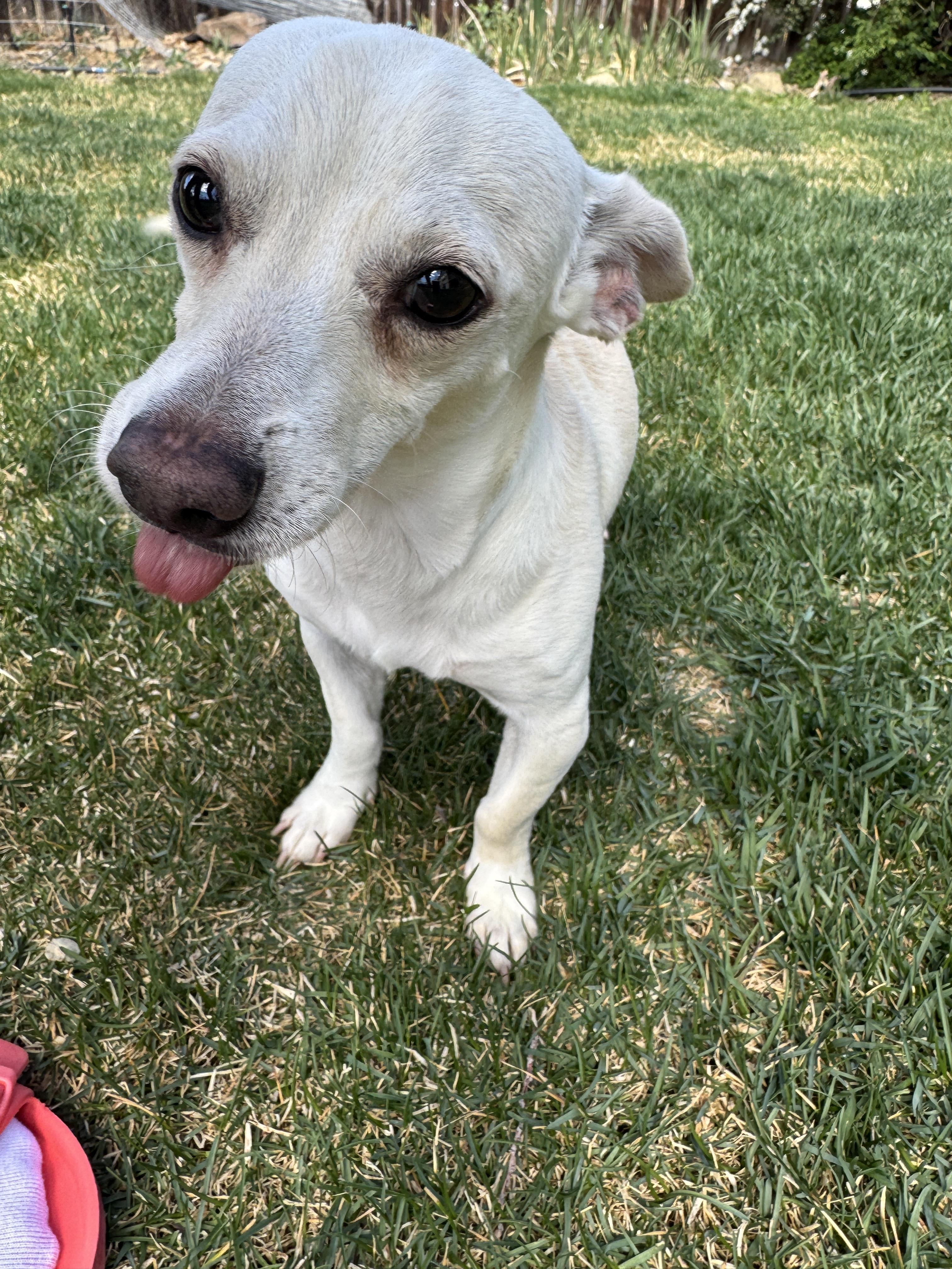 Enlarge Bert, an adopted mixed breed in Fort Collins, CO image 2/6