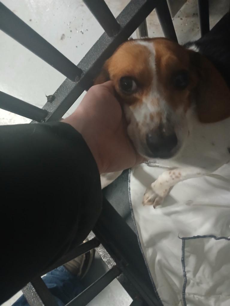 Enlarge Lyria (Blue Female), a Adoptable Beagle in Waverly, NY image 1/1