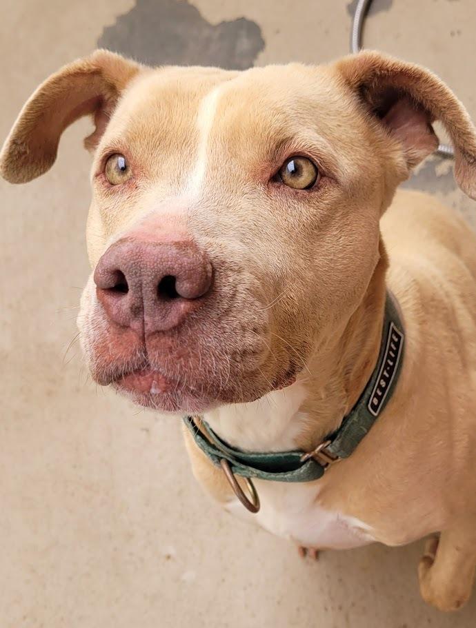 Lilah, Adoptable, Adult Female Pit Bull Terrier.