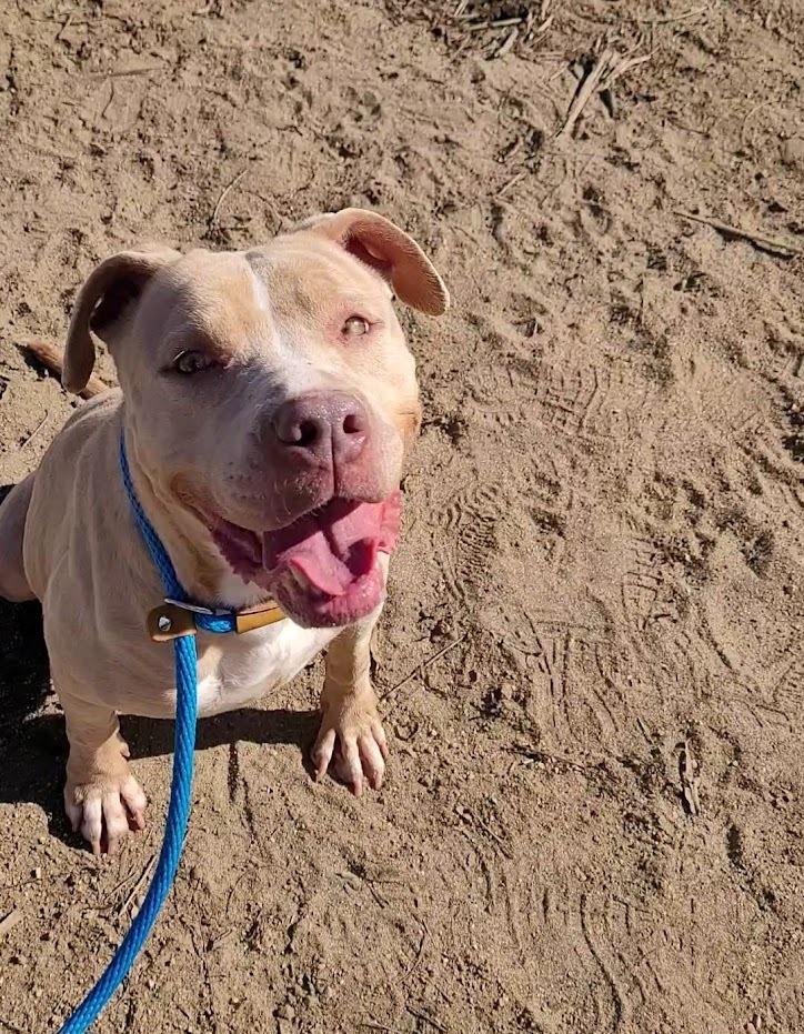 Lilah, a Adoptable mixed breed in Jamul, CA image 2/5