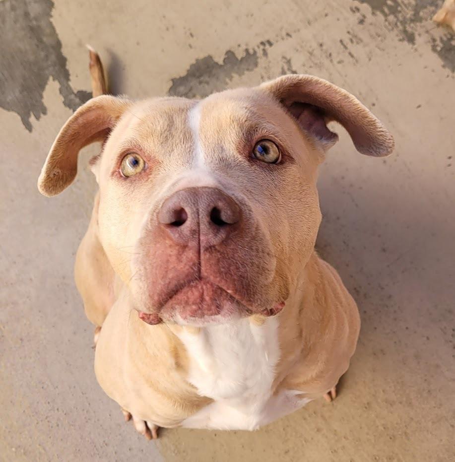 Lilah, a Adoptable mixed breed in Jamul, CA image 4/5