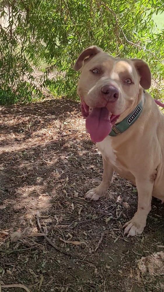 Lilah, a Adoptable mixed breed in Jamul, CA image 5/5