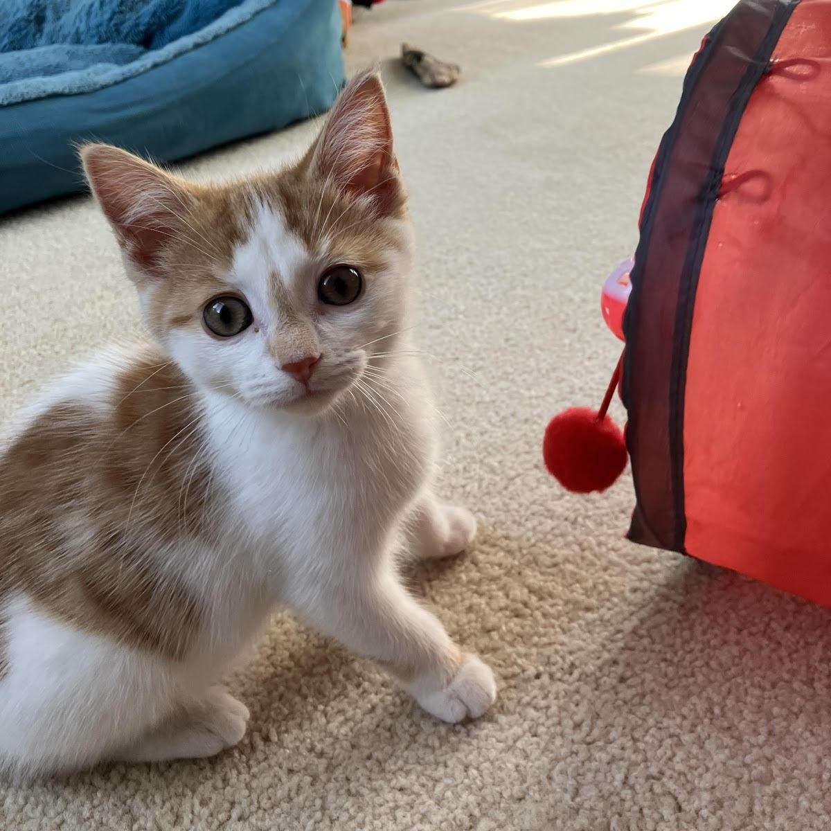 Jo (KM litter)