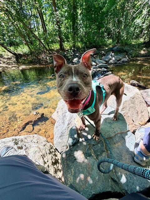 ASHLEY, Adoptable, Adult Female Pit Bull Terrier.