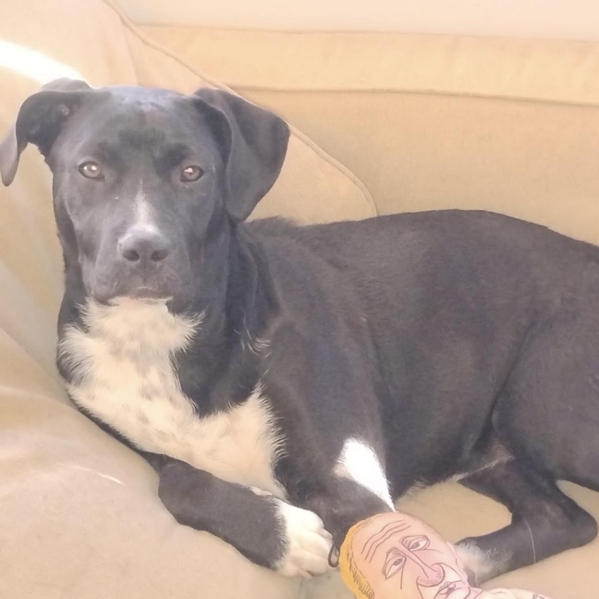 Adeline, Young Female Pit Bull Terrier