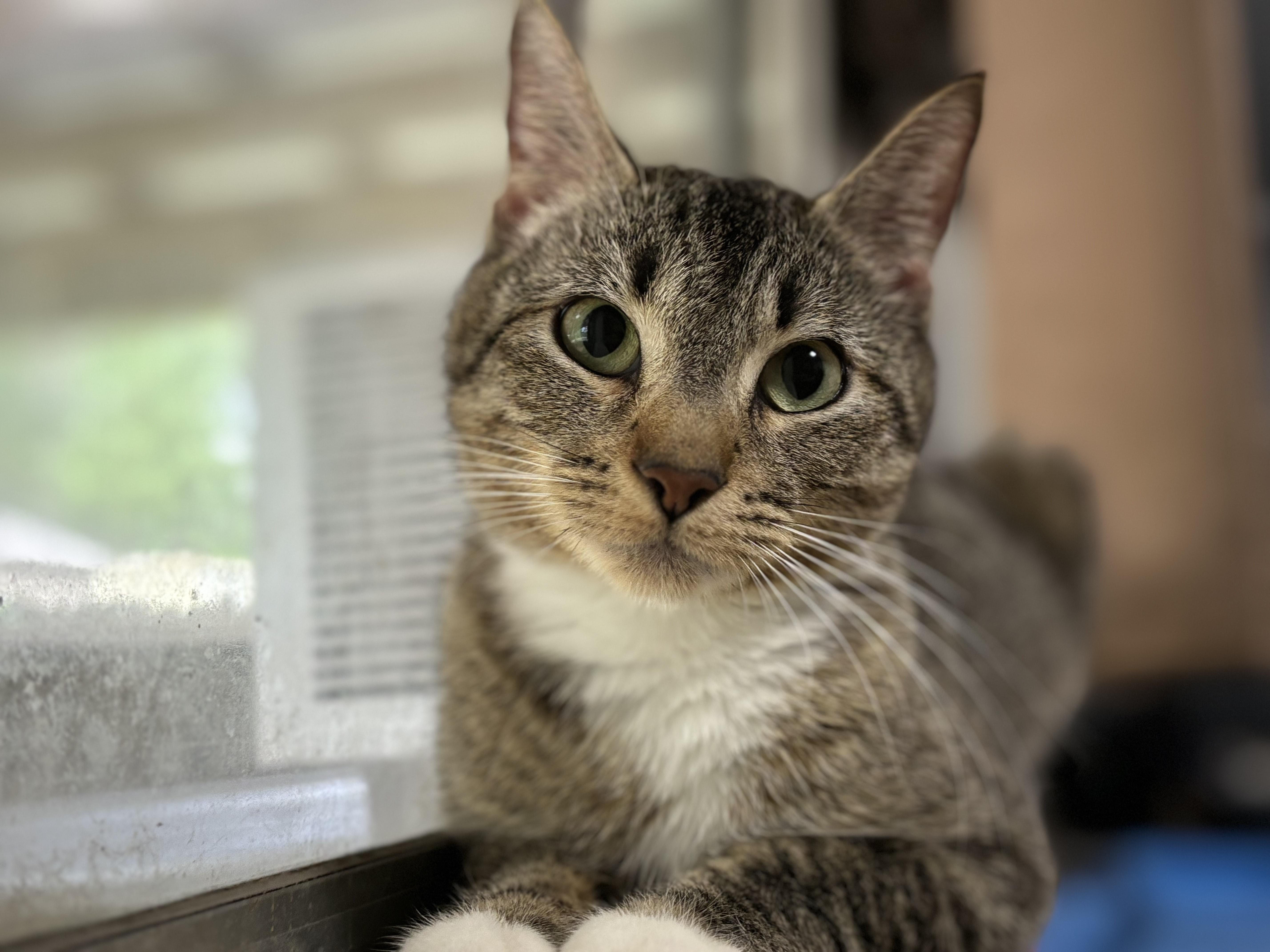 Enlarge Pumpernickel (low-key girl), a Adoptable Domestic Short Hair in Brewster,, NY image 5/5