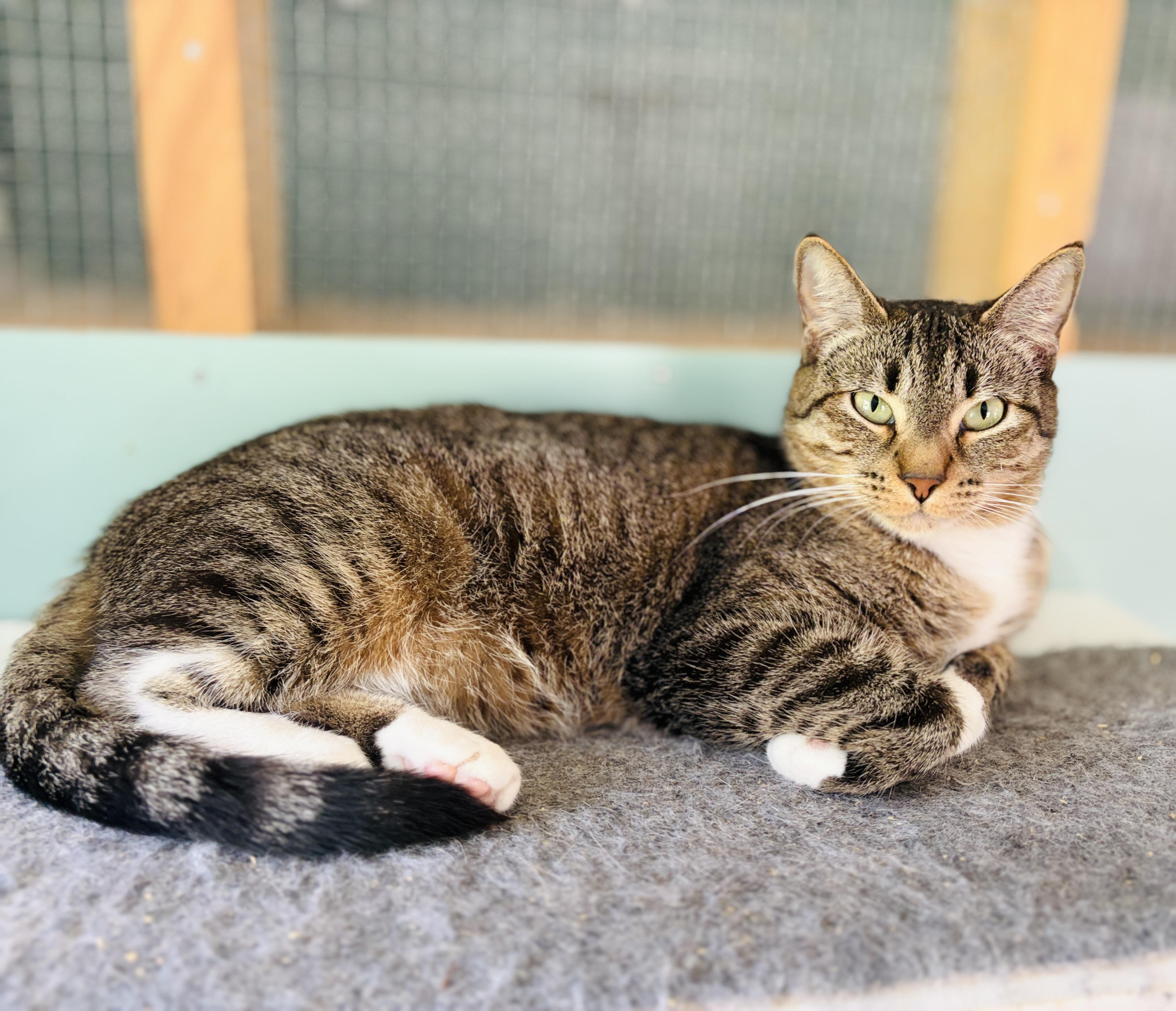 Pumpernickel (low-key girl), Adoptable, Adult Female Domestic Short Hair.