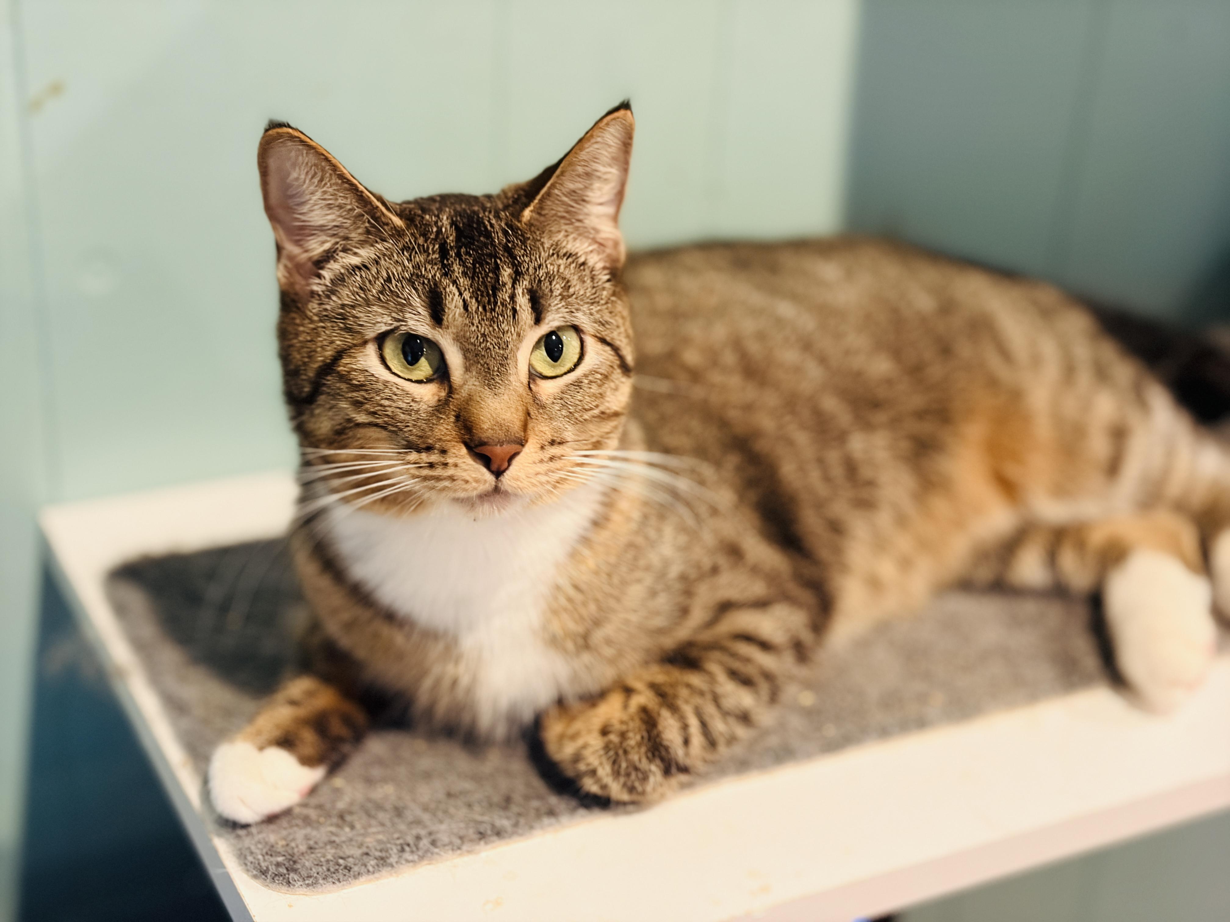 Enlarge Pumpernickel (low-key girl), a Adoptable Domestic Short Hair in Brewster,, NY image 3/5