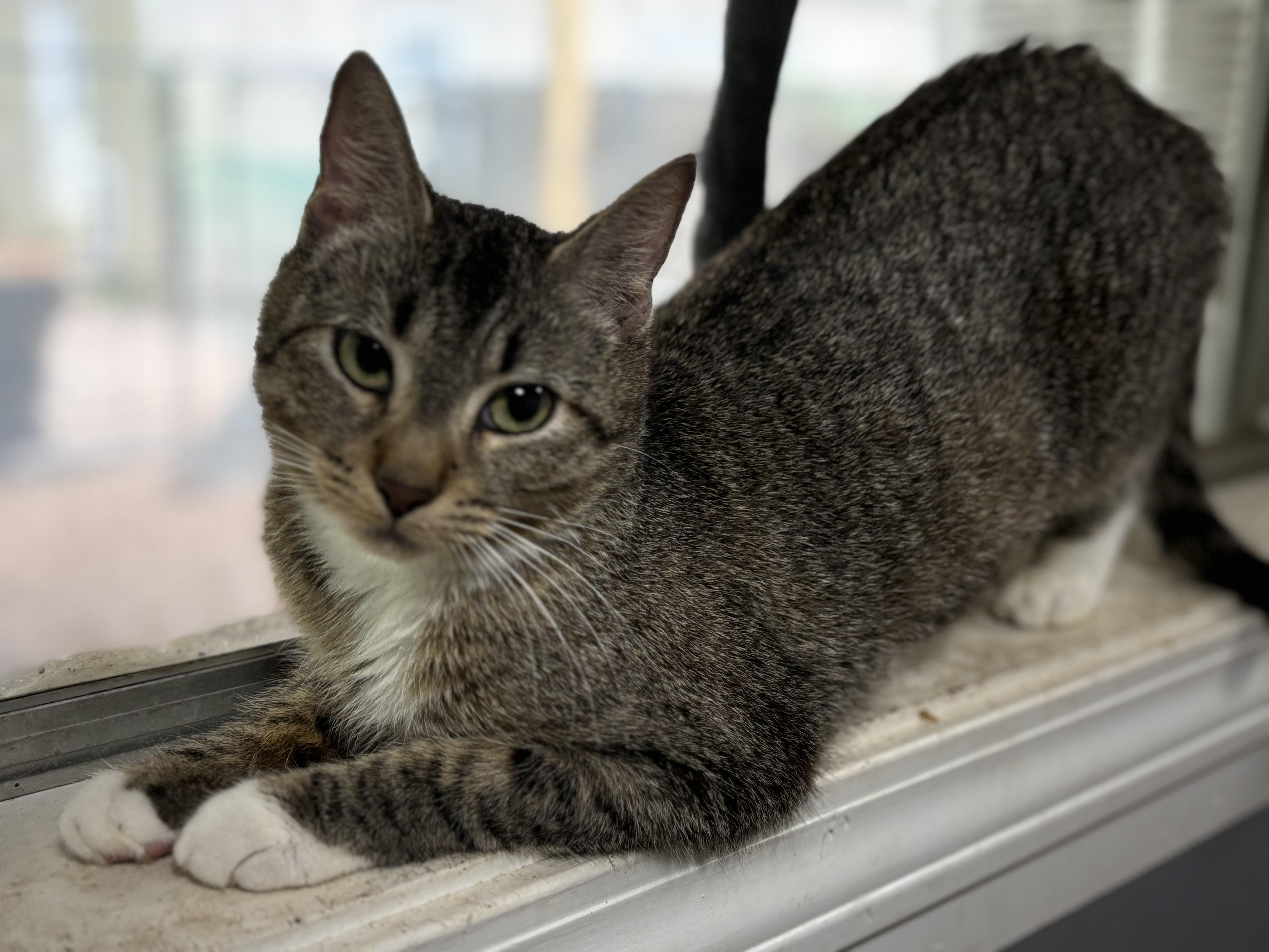 Enlarge Pumpernickel (low-key girl), a Adoptable Domestic Short Hair in Brewster,, NY image 4/5